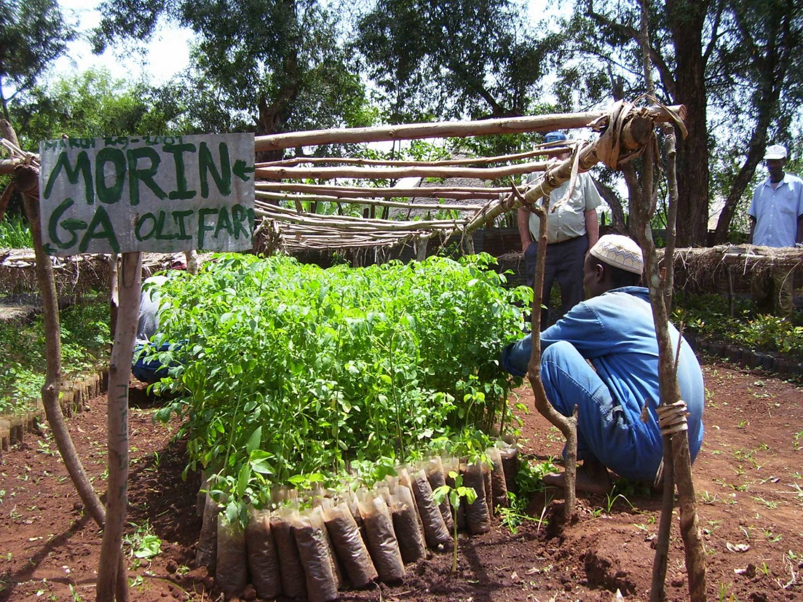 plant-trees-in-ethiopia-forestnation