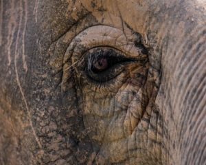 asian elephant