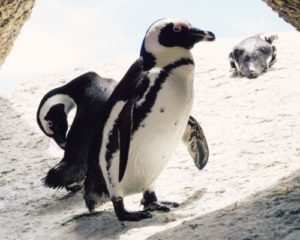 South African Penguins photo by Jack Young