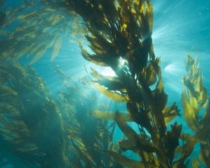 Kelp forest