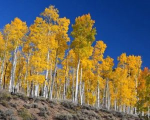 Pando tree quiz