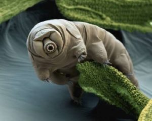 tardigrade quiz