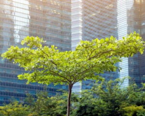 Urban Trees Image from Getty Images