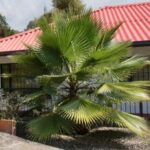 Profile picture of Maria Alejandra Forest