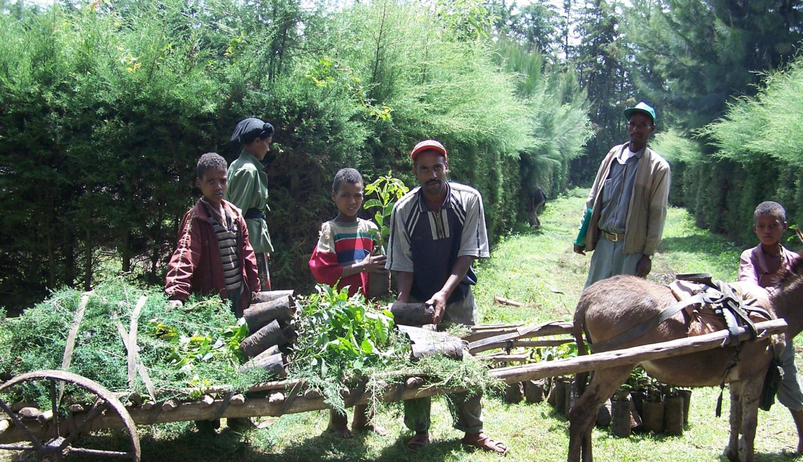 Plant trees in Haiti SHOP FN