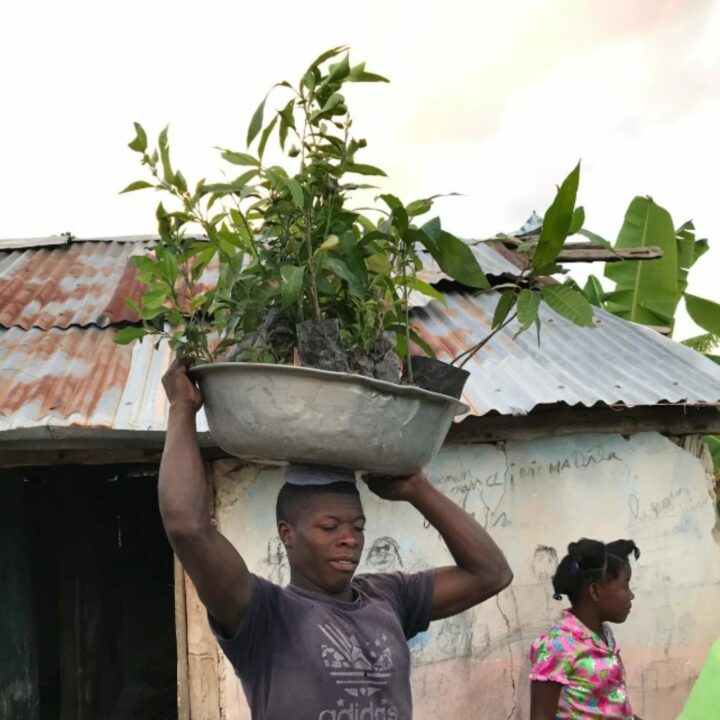 Plant in Haiti 1