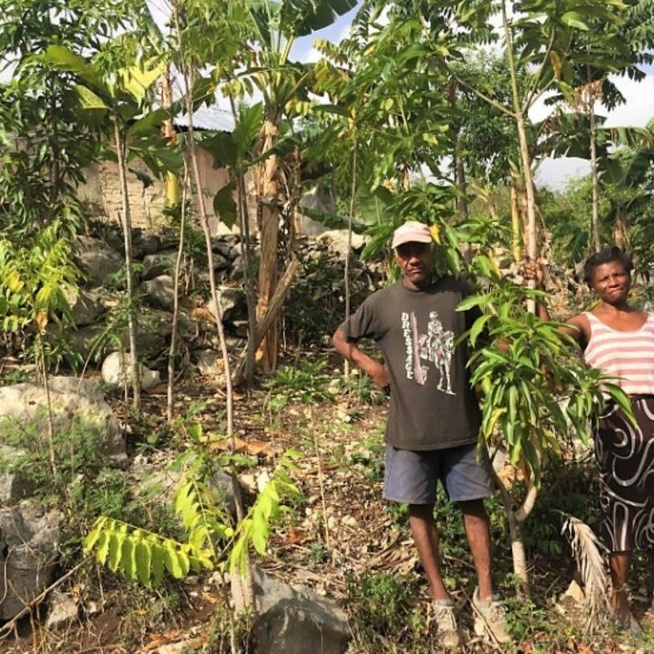 Plant in Haiti 2