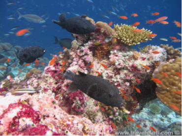 Coral Reefs Fascinating ecosystems lesson plan