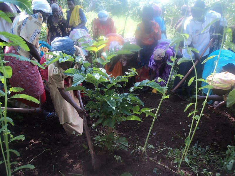 Uganda tree planting