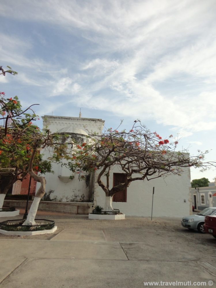 Why are the bottom of trees painted white in Mexico? ForestNation