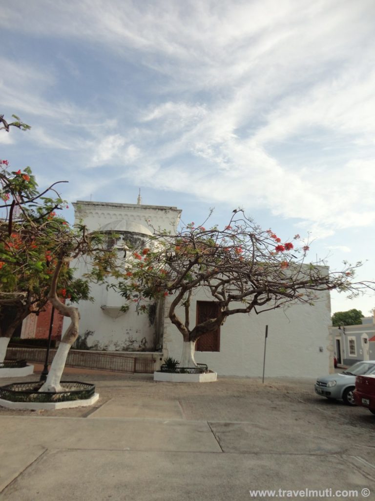Why are the bottom of trees painted white in Mexico? ForestNation
