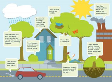 benefits of trees ForestNation