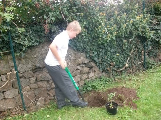 Tree planting 004