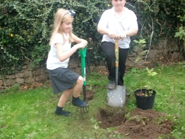 Tree planting 006