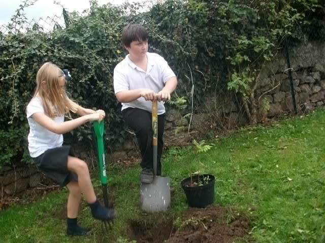 Tree planting 007