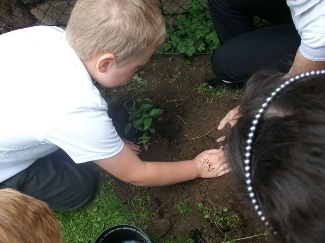 Tree planting 015