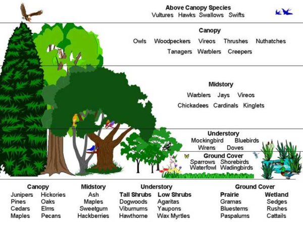 Fascinating ecosystems lesson plan - ForestNation