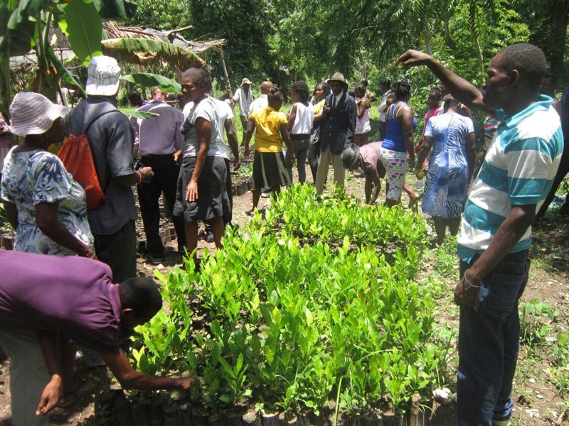 Tree Planting Haiti