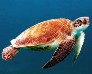 Are Sea Turtles Endangered,Why Are Sea Turtles Endangered