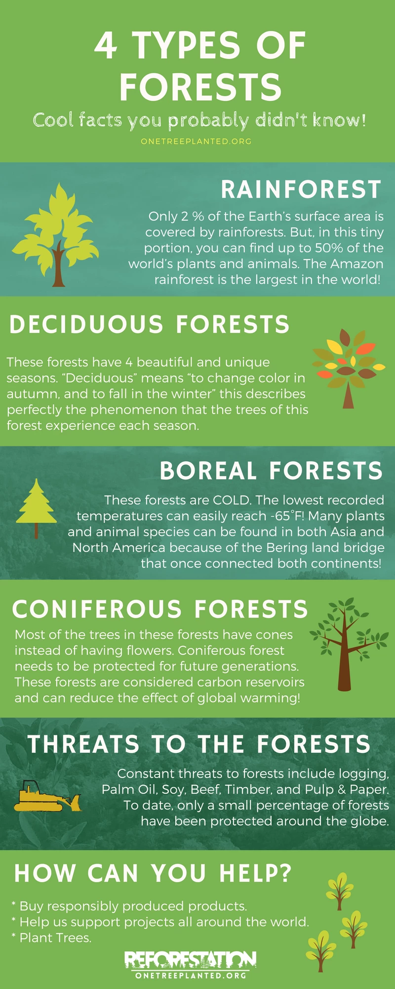 4 Types Of Forest - ForestNation