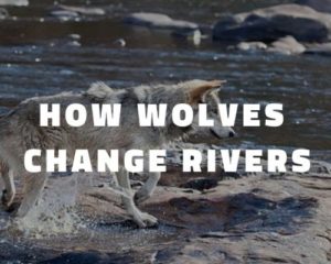 how wolves change rivers