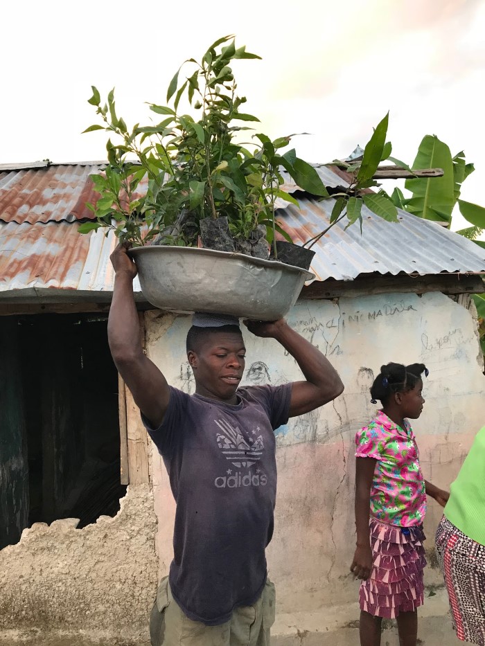 haiti tree distribution to families