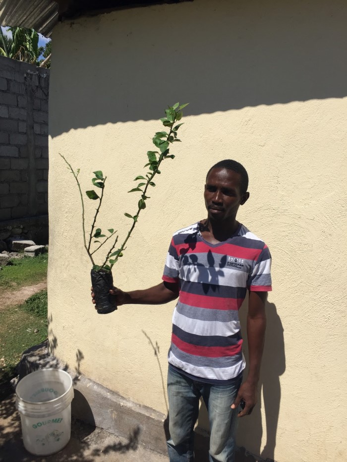 haiti tree project local beneficiary
