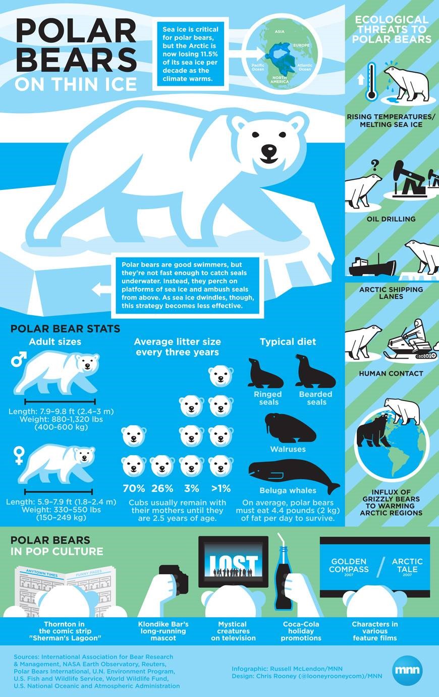 Polar Bear Infographic by Mother Nature Network
