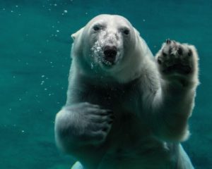 Polar bear photo by Peter Neumann