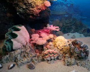 coral reefs 101 video quiz