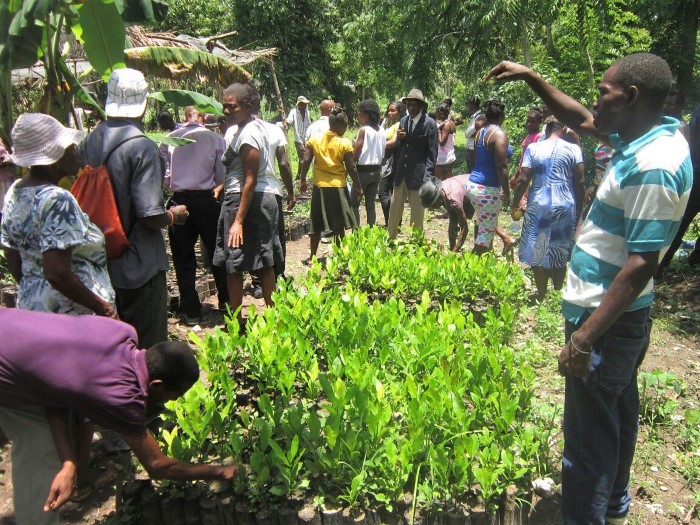 haiti tree project fruit tree distribution
