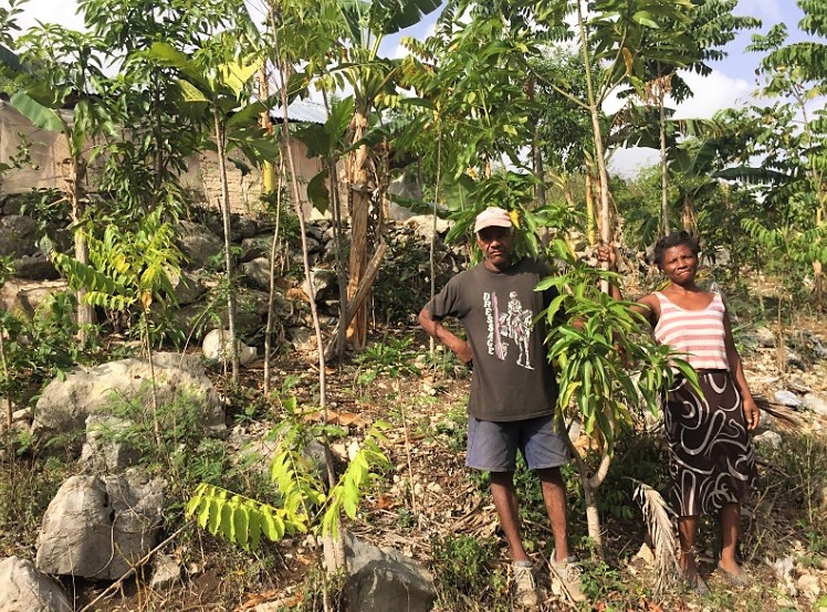 haiti tree project impact in cavaillon