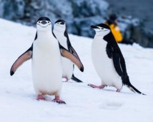 penguins quiz