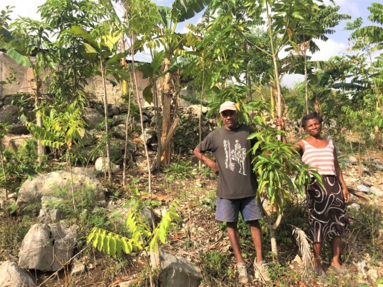 haiti tree project update 2019