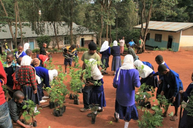 tanzania 2015 school planting