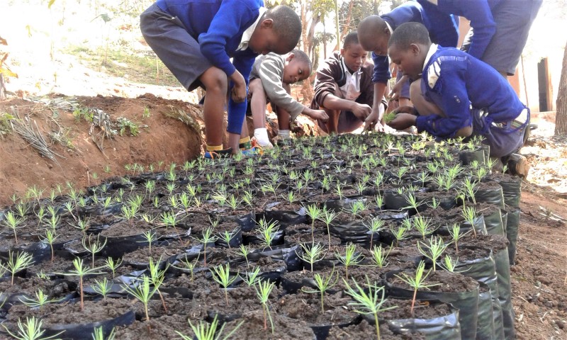 tanzania green schools