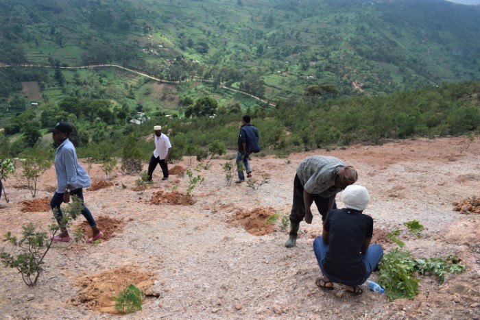tanzania planting in the mountains