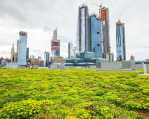Green Roofs New York