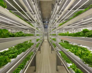 vertical farming quiz