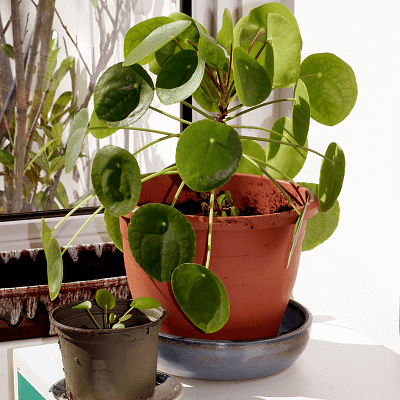 6 Low-Maintenance Plants for the Lazy Plant Parent