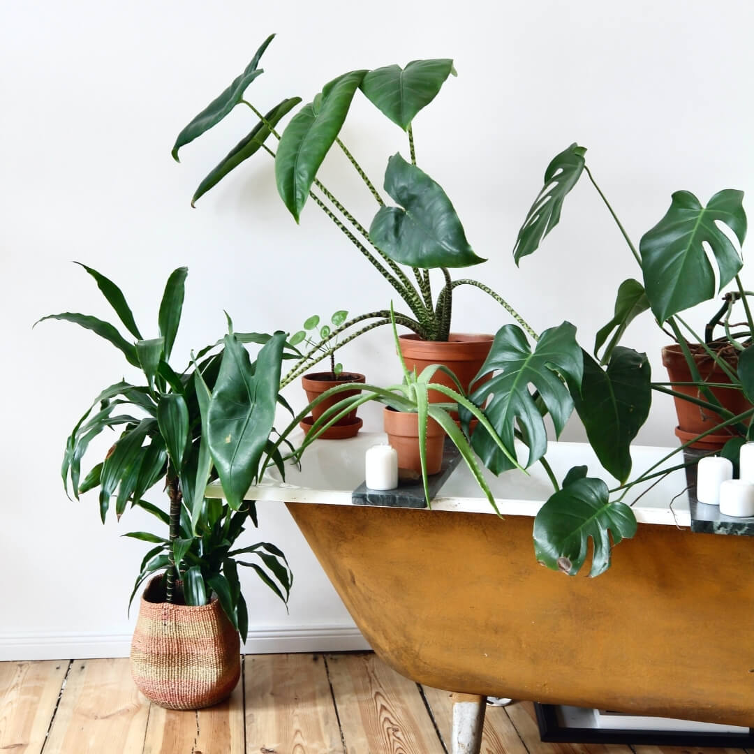 4 Benefits of Having Indoor Plants in Your Home