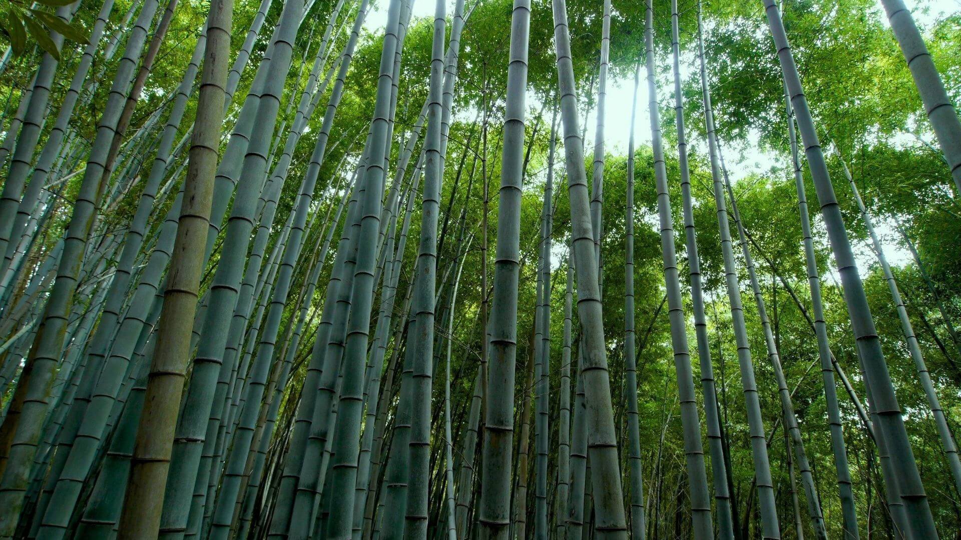 Bamboo: A Sustainable, Eco-Friendly Plant for All Aspects of Living