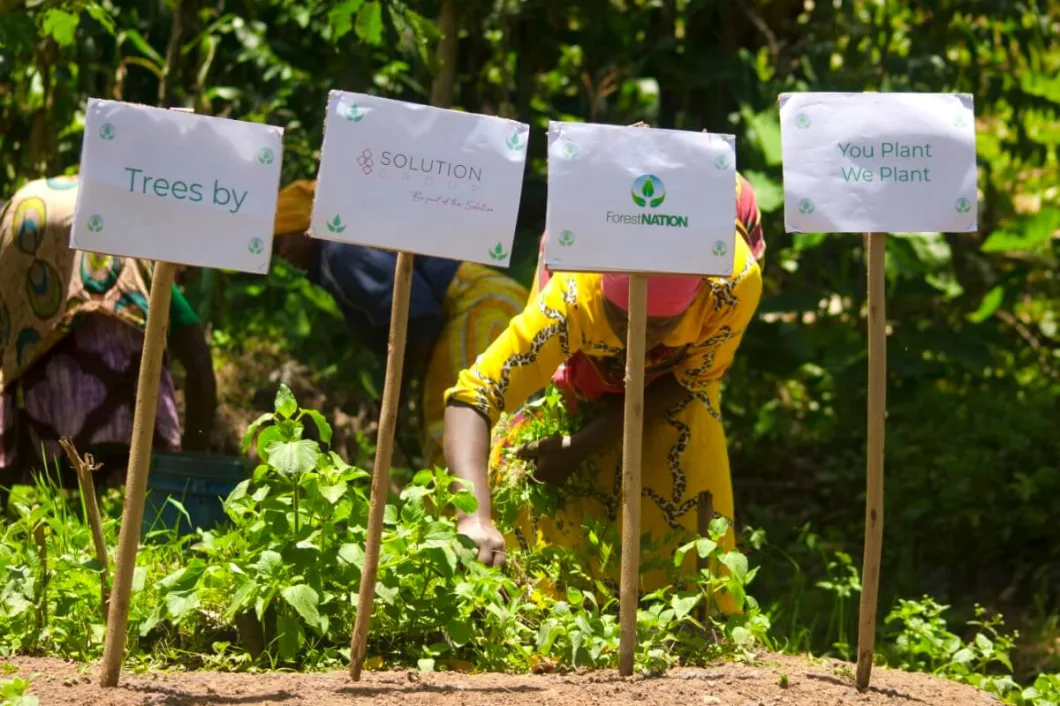 solution group forest nursery update