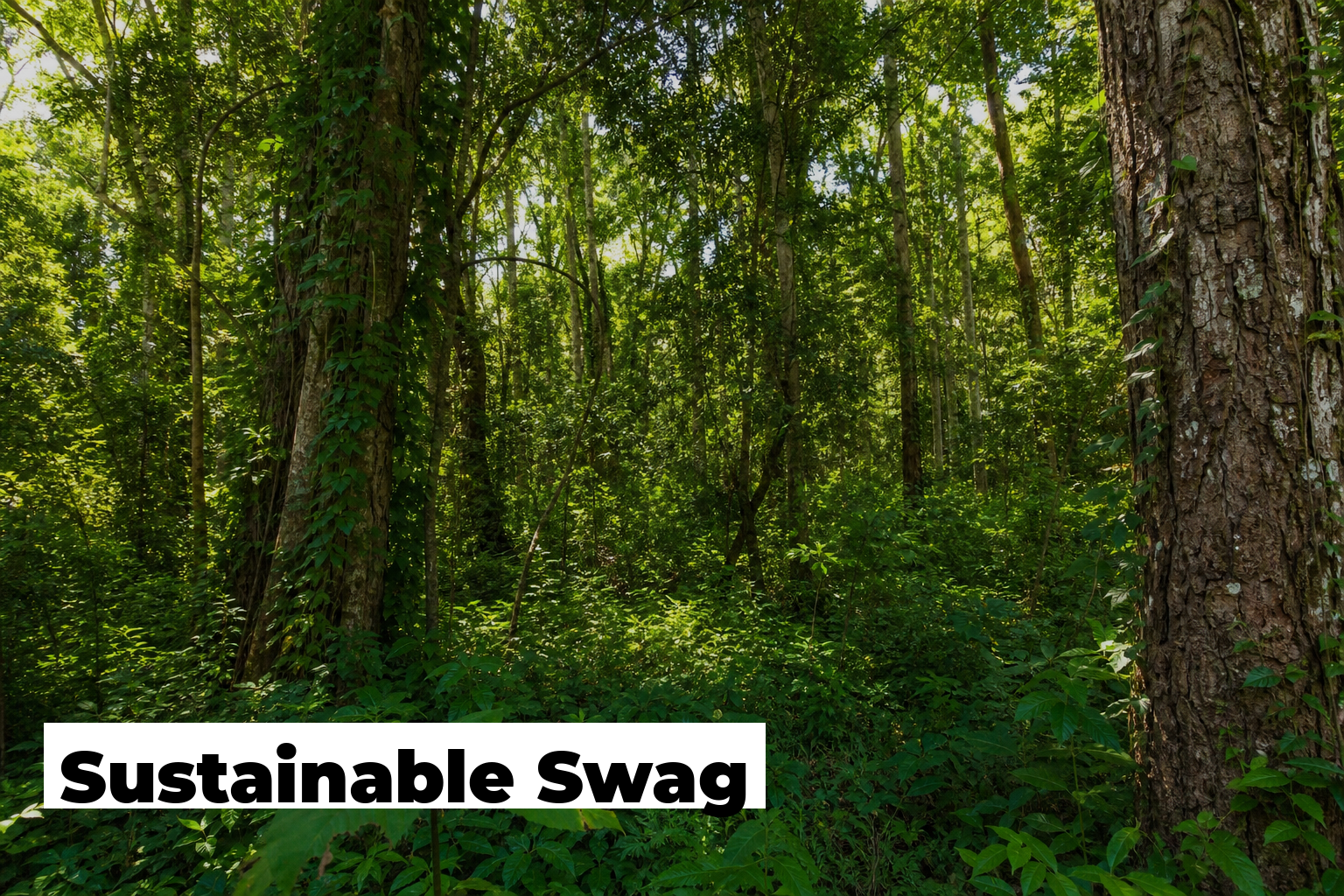 Sustainable Swag — ForestNation