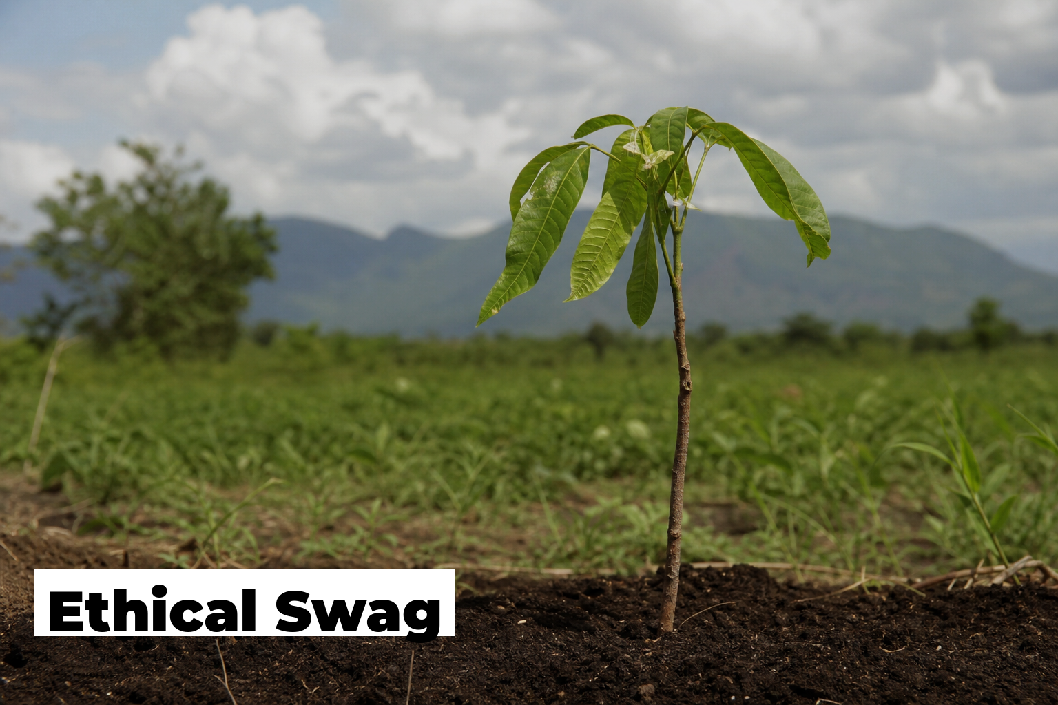 A young tree growing in Tanzania representing ethical swag with genuine environmental impact and zero waste