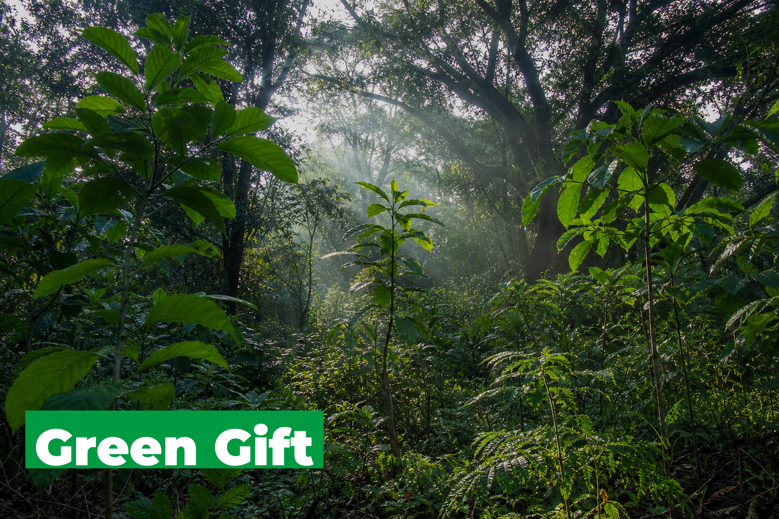 Green gift — a real tree growing in a verified Tanzania reforestation site, the most evidenced green gift available
