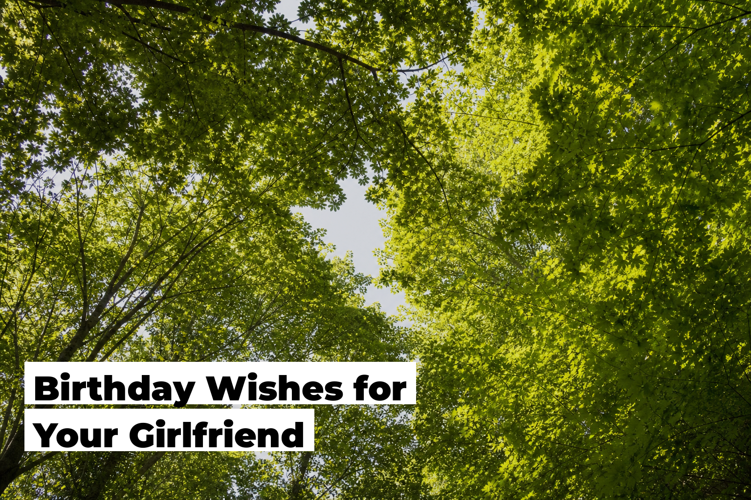 Birthday Wishes For Girlfriend, forest scene by ForestNation