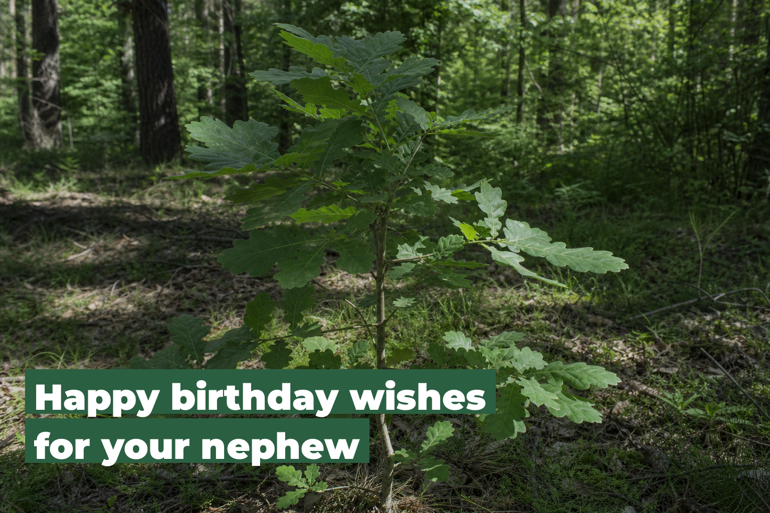 Birthday wishes for your nephew, forest scene by ForestNation