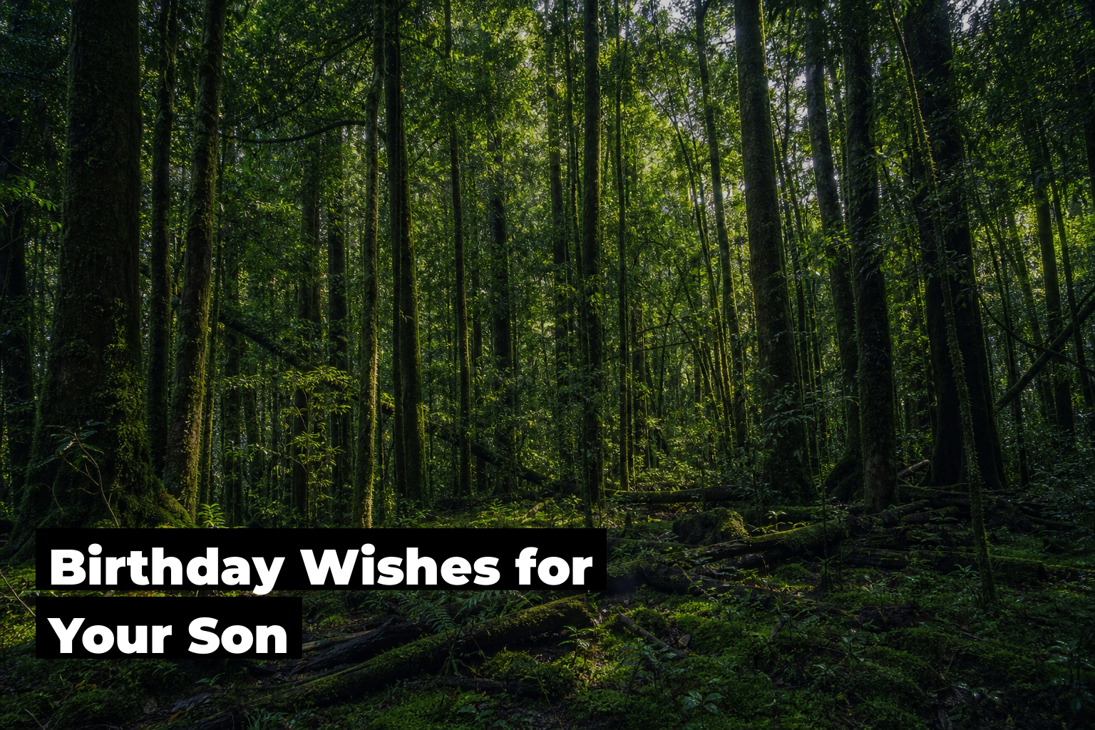 Birthday Wishes For Son, forest scene by ForestNation