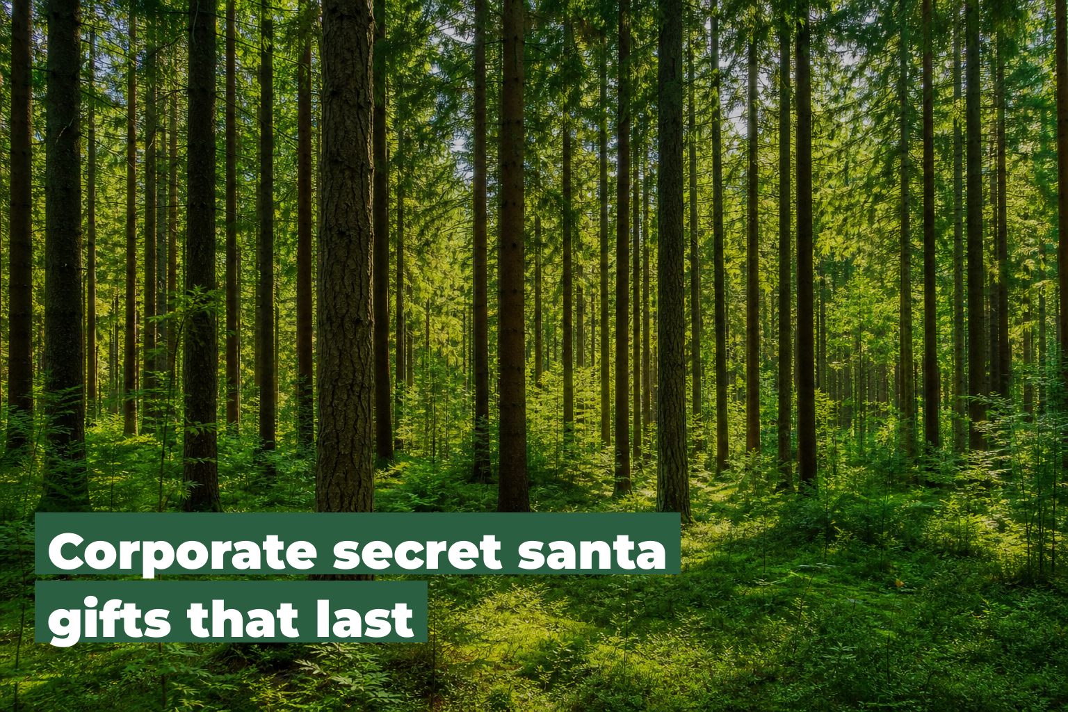 Corporate secret santa Tree Gifts, forest scene by ForestNation